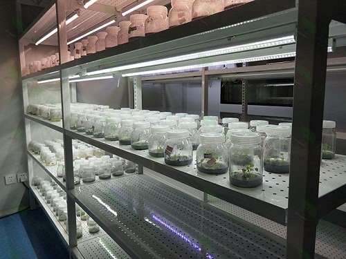 慈溪植物组织培养实验室设计建设方案